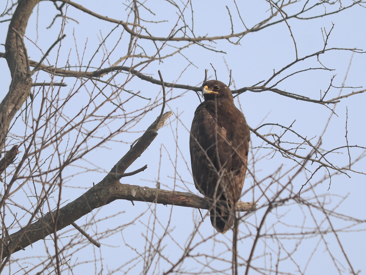 Indian Spotted Eagle - ML645639492