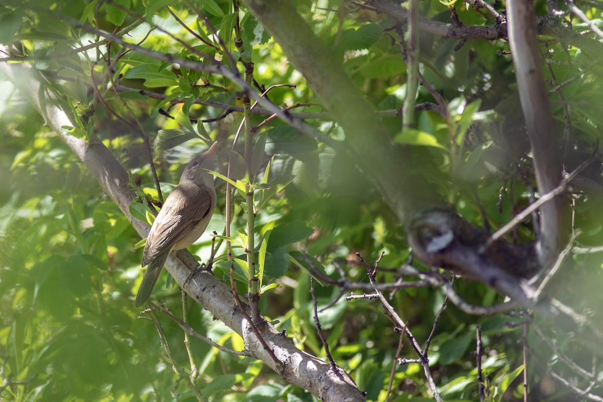 Western Olivaceous Warbler - ML645639493