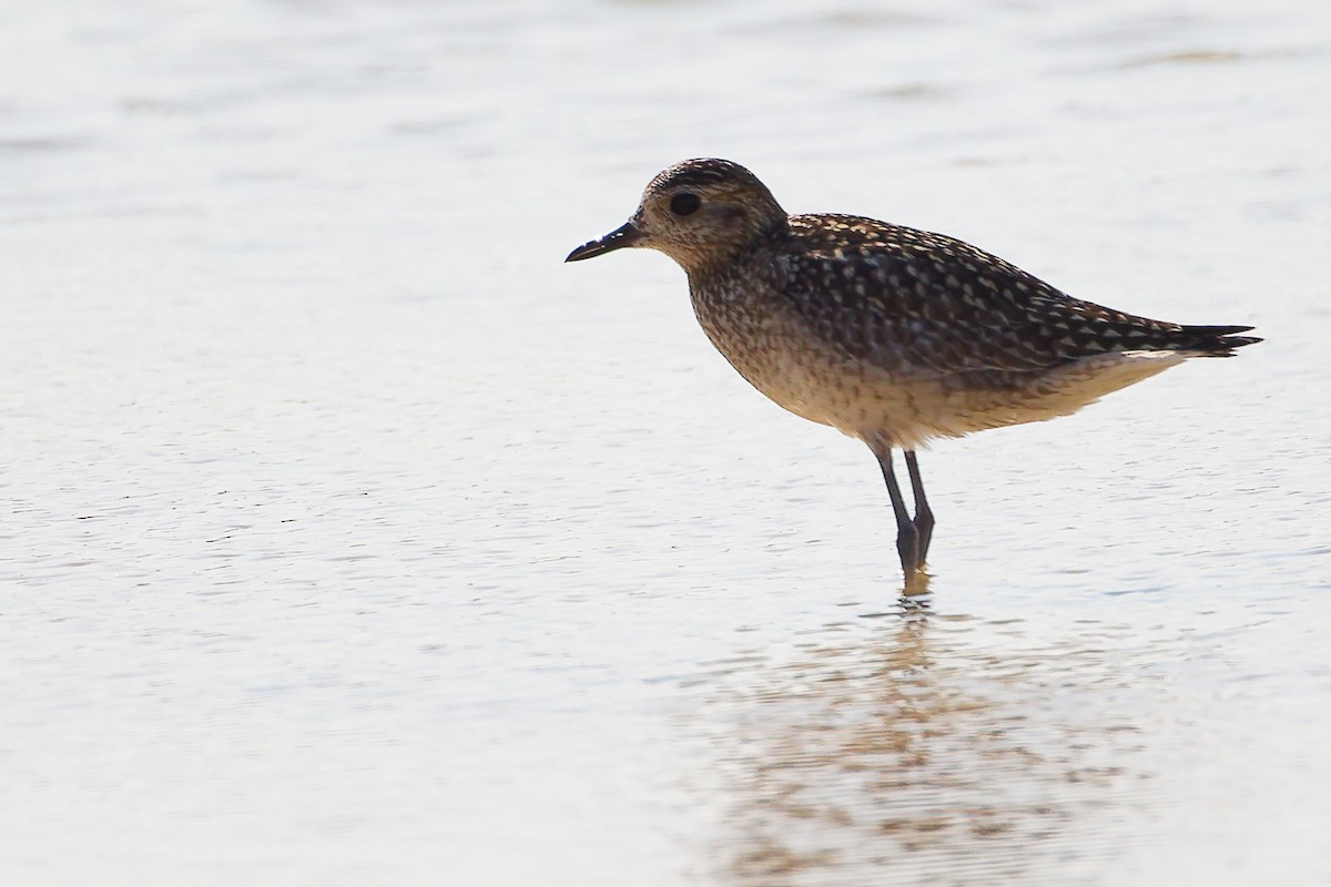 Pacific Golden-Plover - ML645639496
