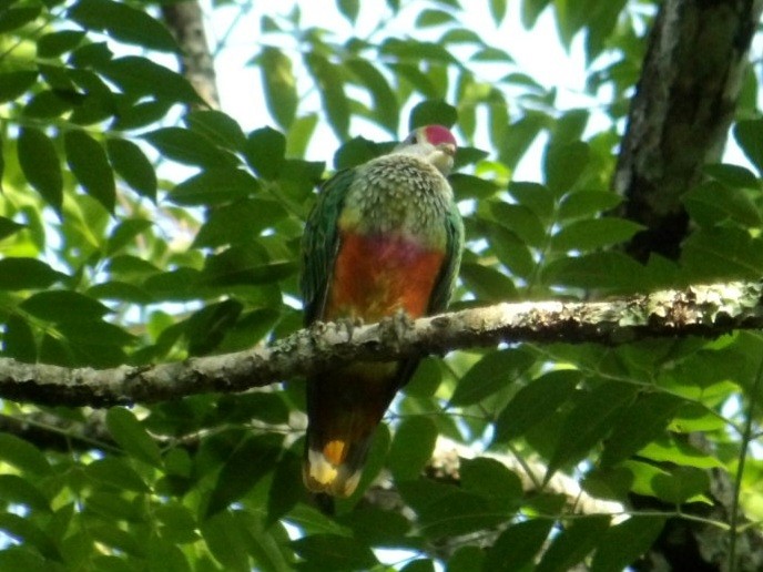 Rose-crowned Fruit-Dove - ML645639498