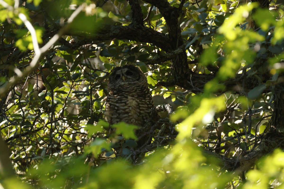 Spotted Owl (Mexican) - ML645639499