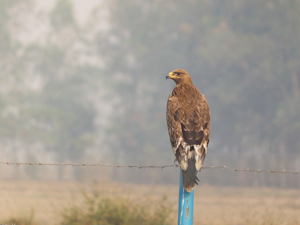 Steppe Eagle - ML645639500