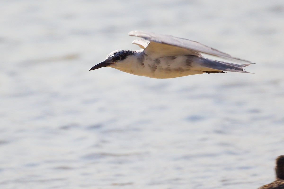 Whiskered Tern - ML645639501