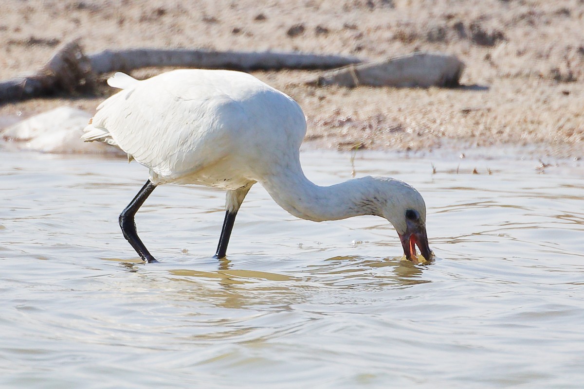 Eurasian Spoonbill - ML645639503