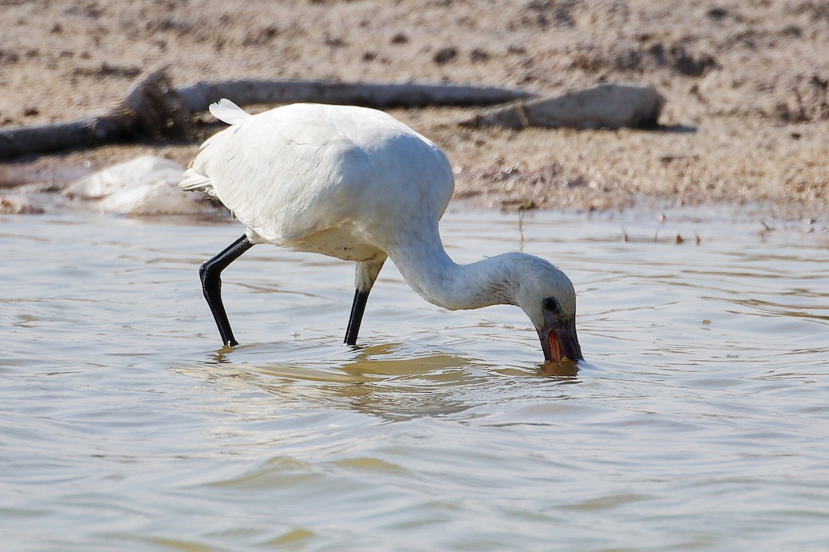 Eurasian Spoonbill - ML645639504