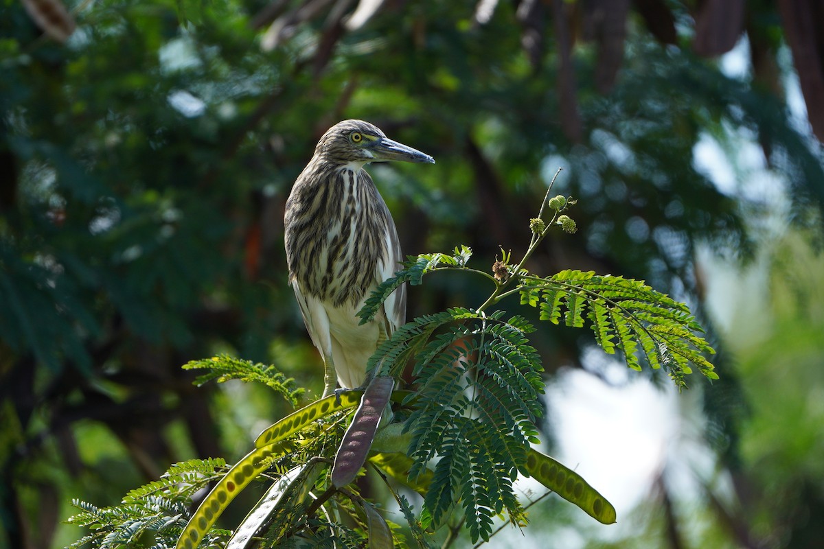 Indian Pond-Heron - ML645639505