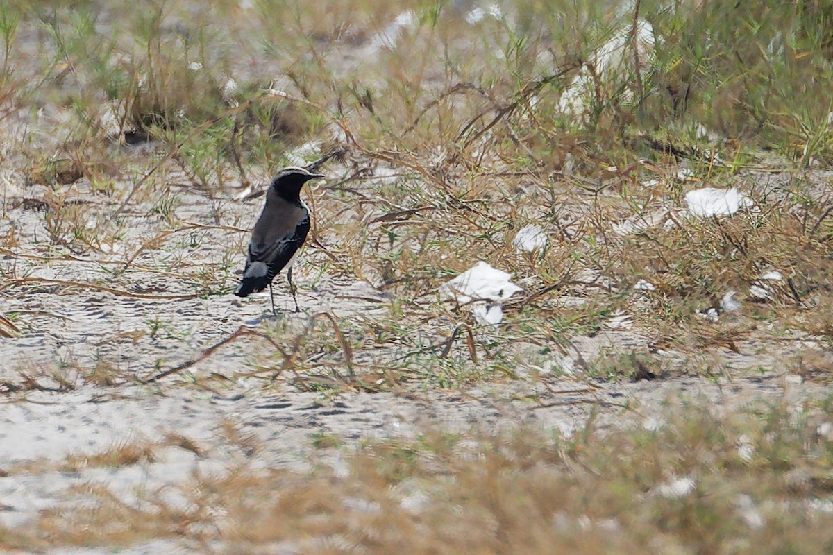 Desert Wheatear - ML645639506