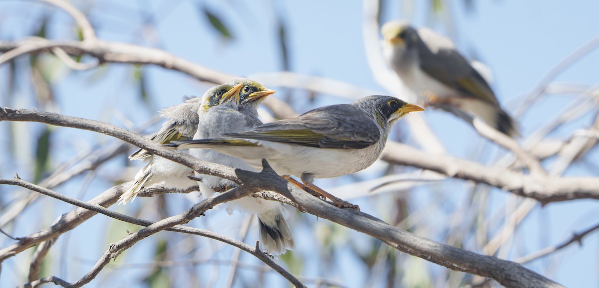 Yellow-throated Miner - ML645639507