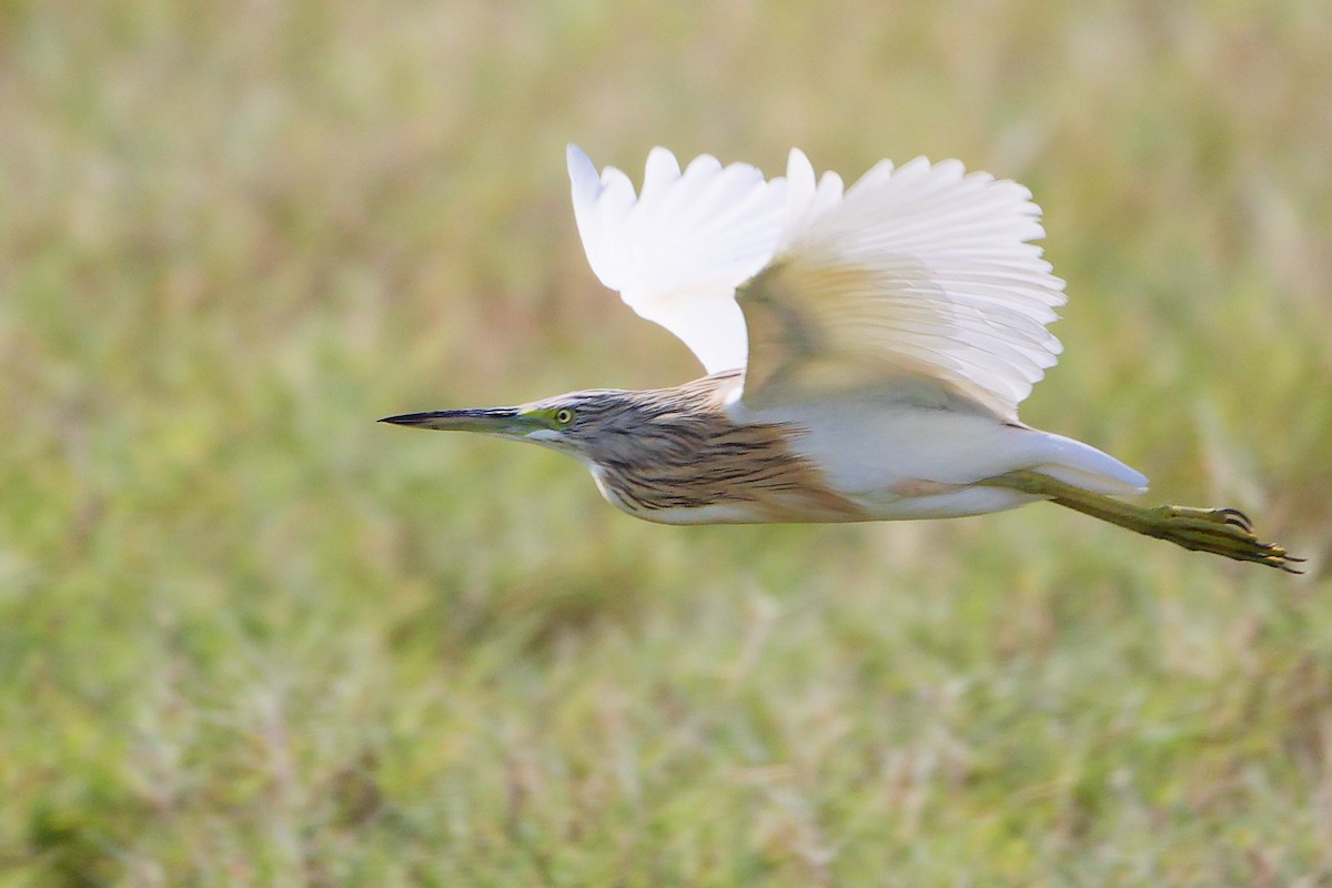 Squacco Heron - ML645639509