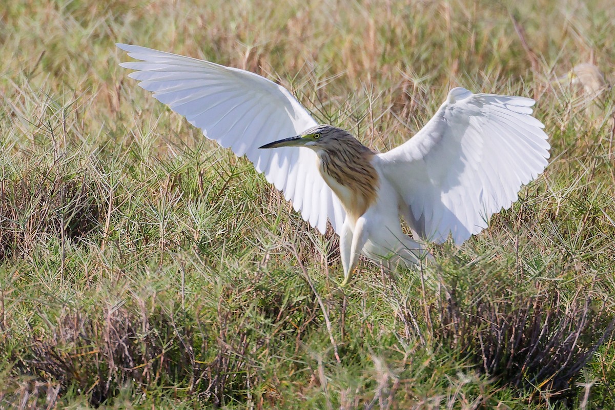 Squacco Heron - ML645639510