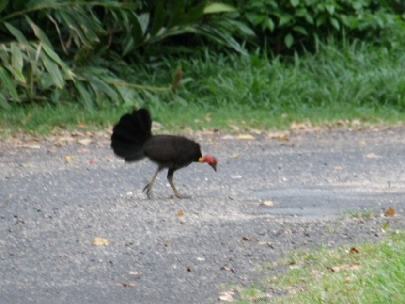 Australian Brushturkey - ML645639511