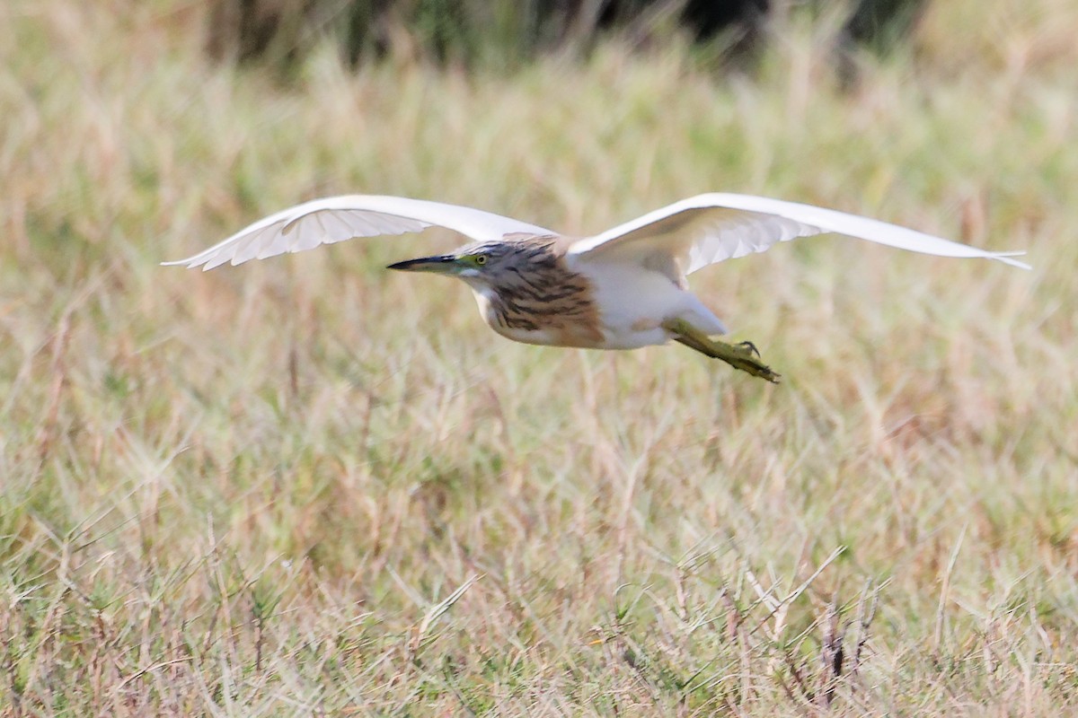 Squacco Heron - ML645639512