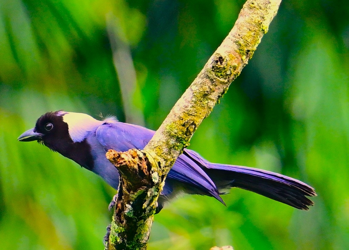 Violaceous Jay - ML645639513