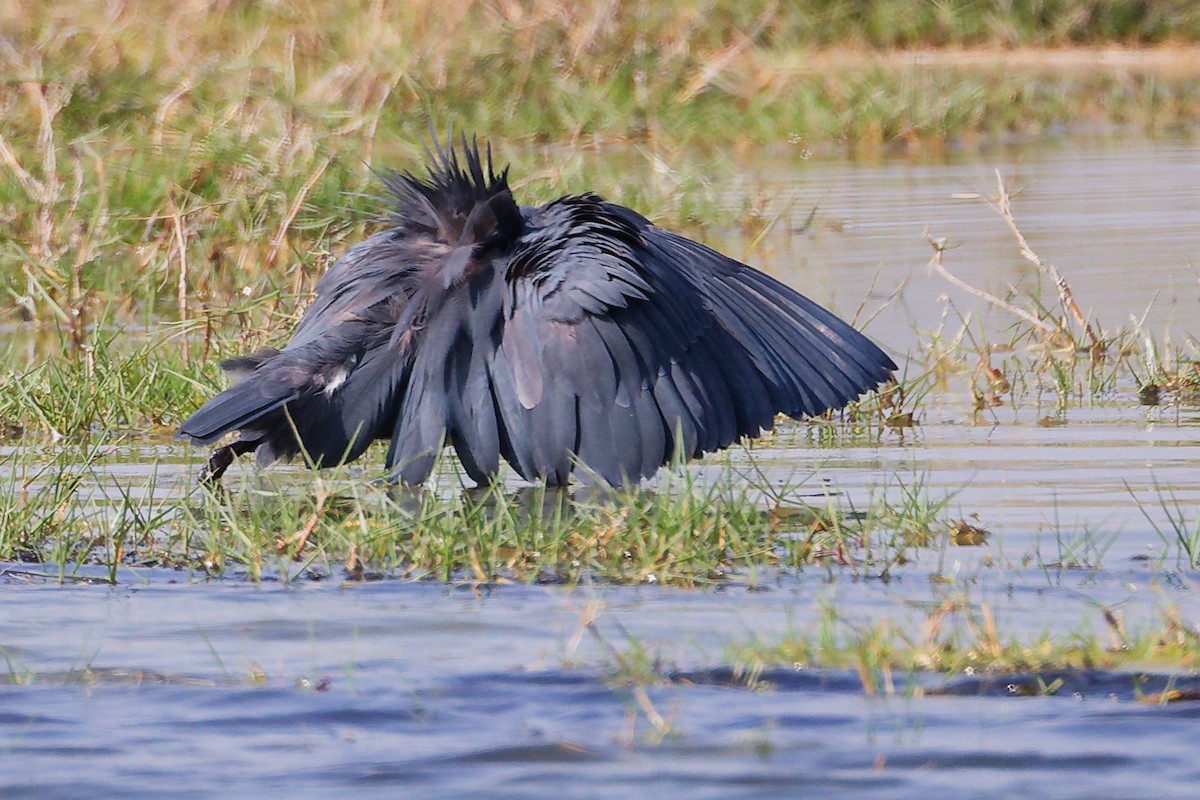 Black Heron - ML645639514