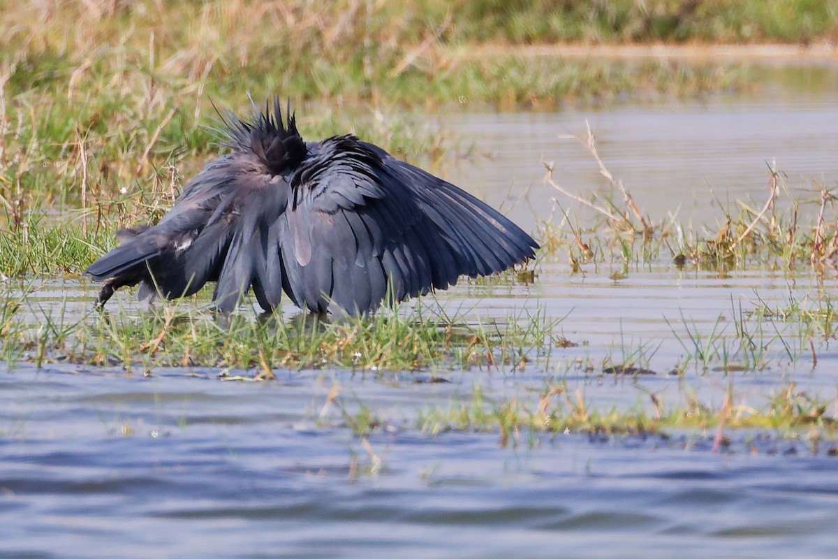 Black Heron - ML645639515