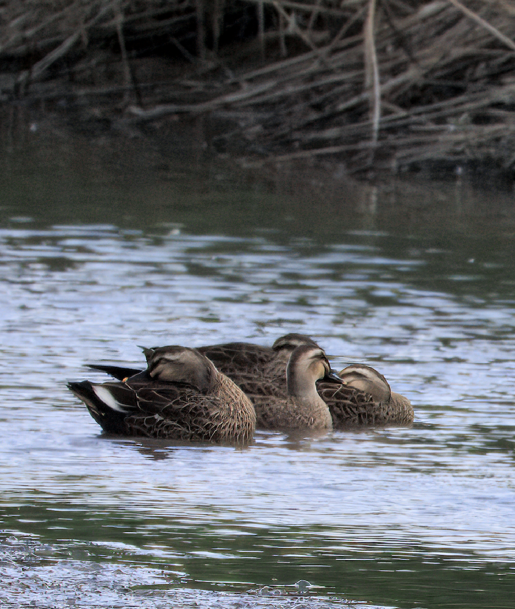 Eastern Spot-billed Duck - ML645639516
