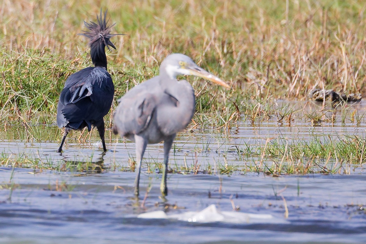 Black Heron - ML645639517