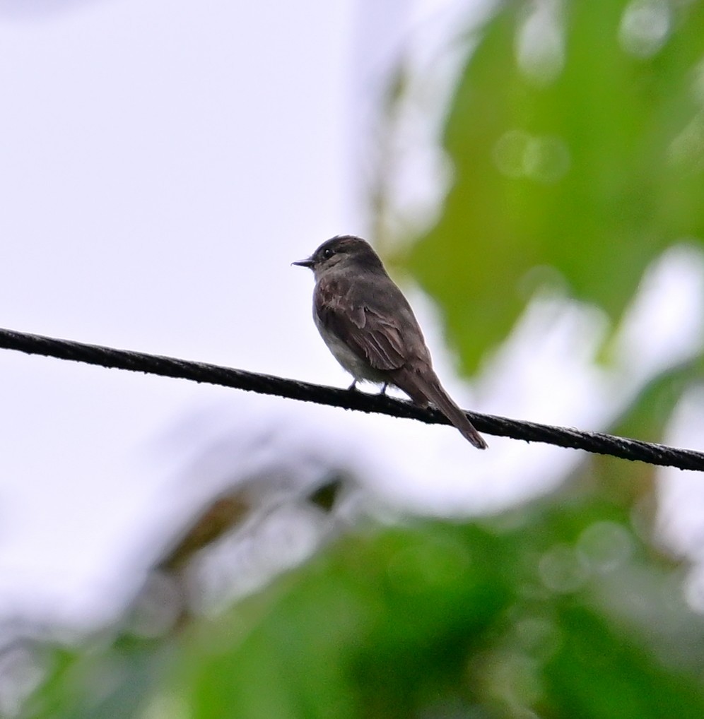 Eastern Wood-Pewee - ML645639518