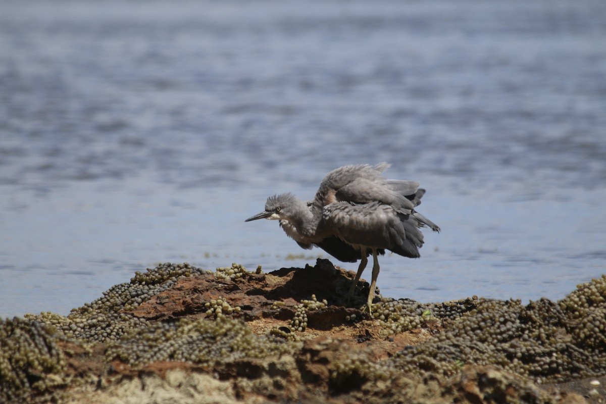 White-faced Heron - ML645639520