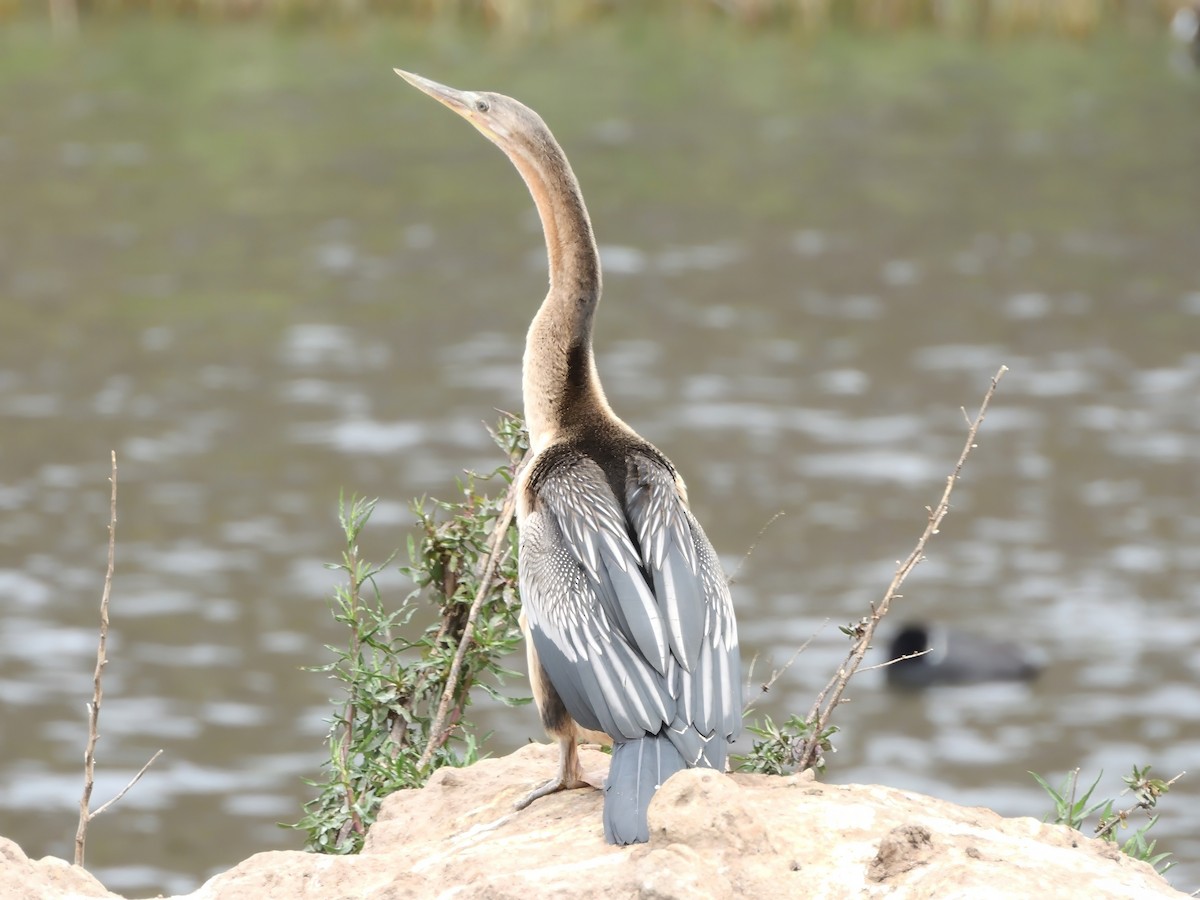 Australasian Darter - ML645639521