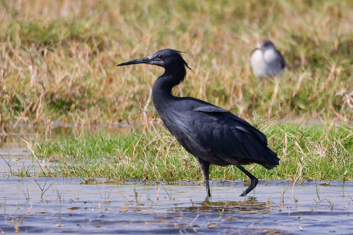 Black Heron - ML645639522