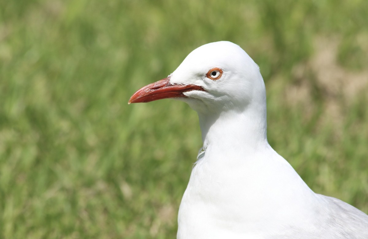 Silver Gull (Red-billed) - ML645639523