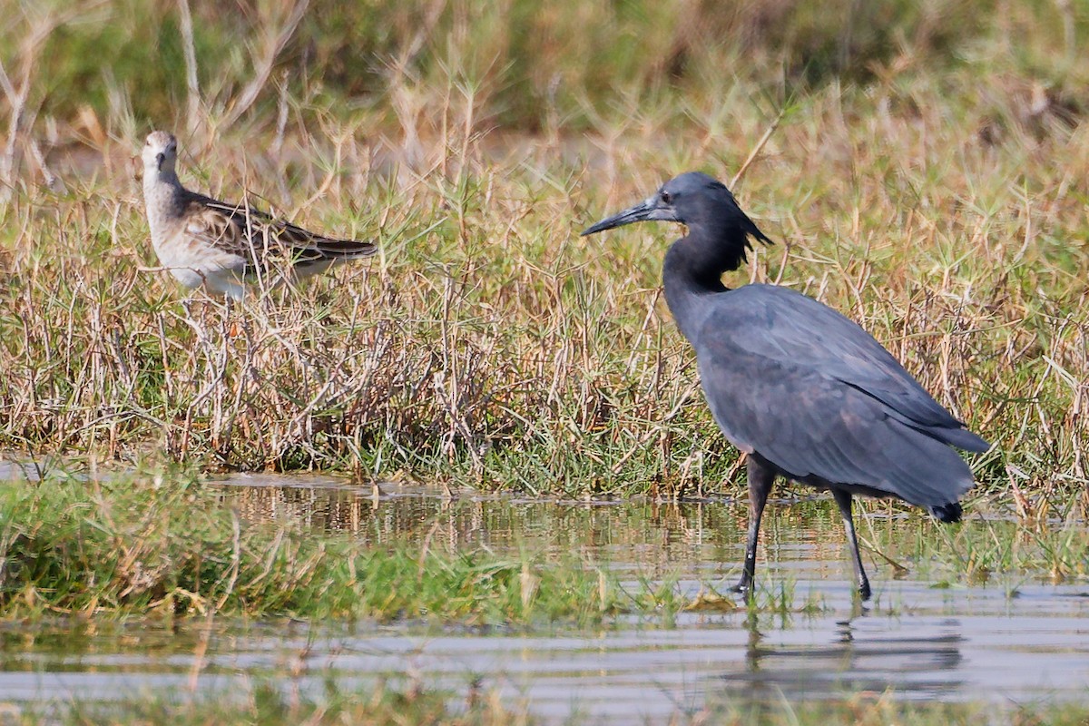 Black Heron - ML645639524