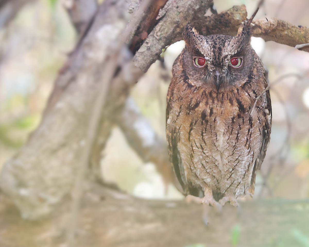 Autillo Malgache (Torotoroka) - ML645639525