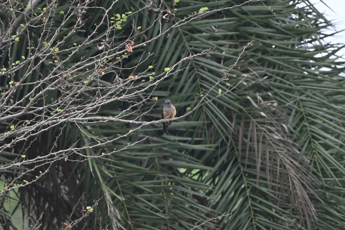 Plaintive Cuckoo - ML645639527