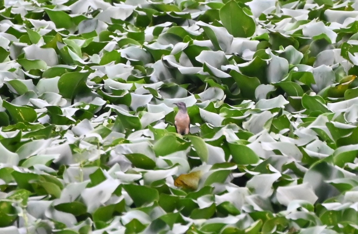 Plaintive Cuckoo - ML645639528