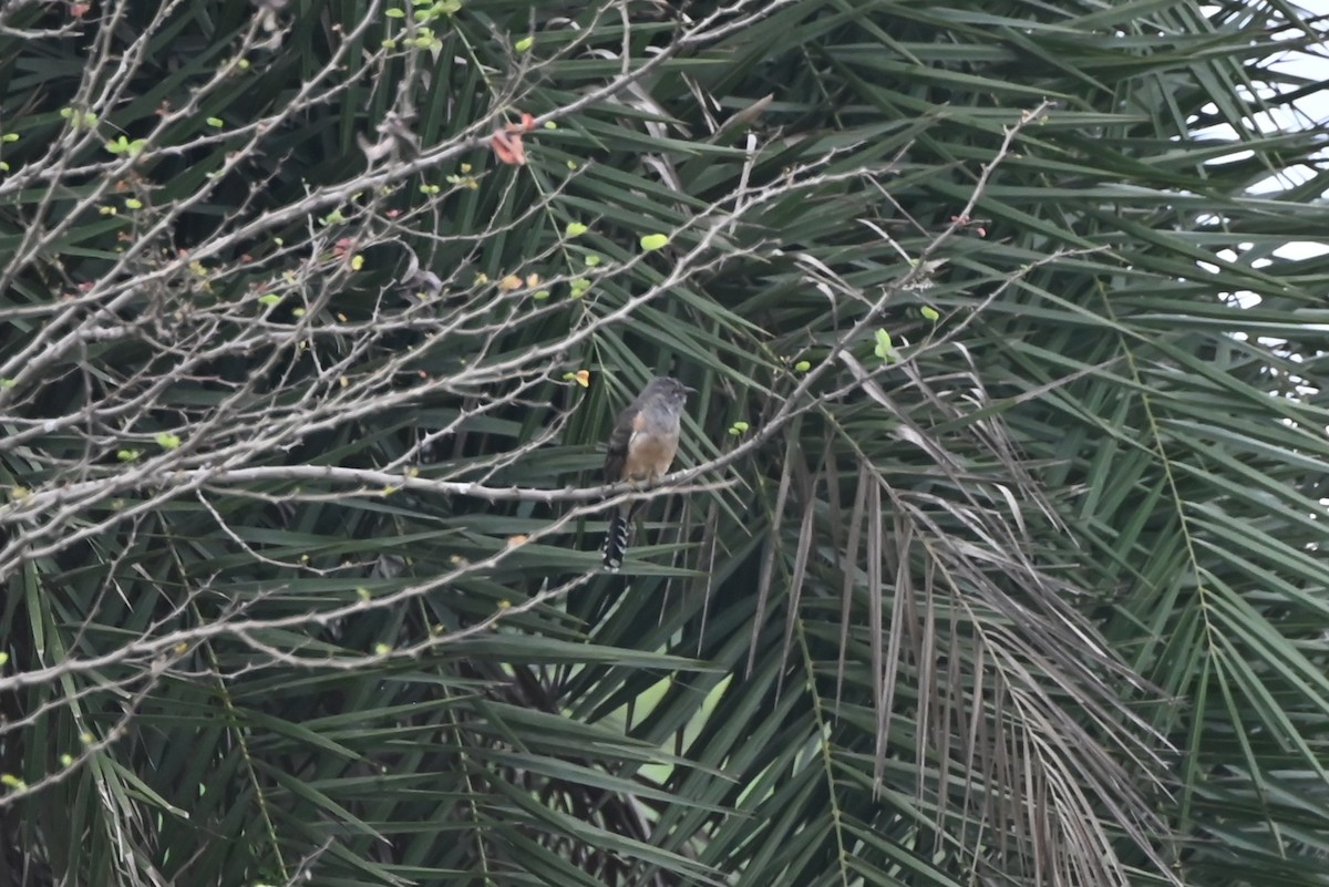 Plaintive Cuckoo - ML645639529