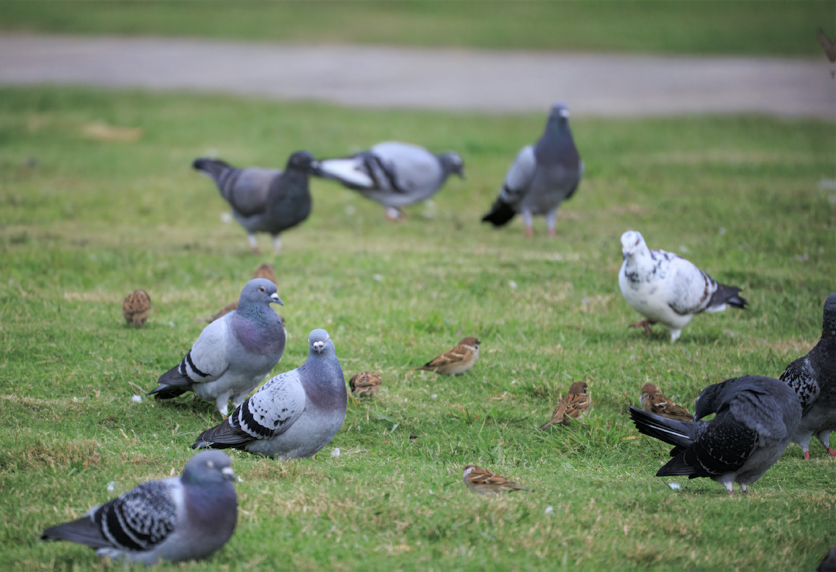 Paloma Bravía (variedad doméstica) - ML645639530