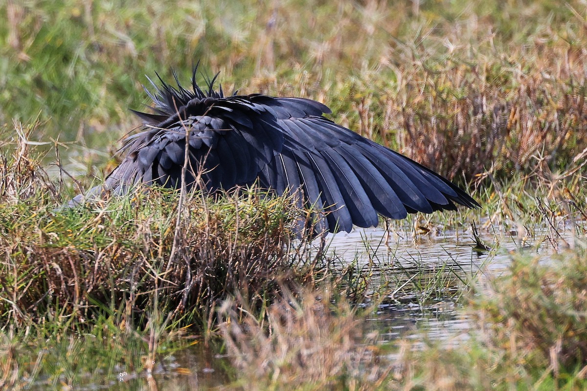 Garceta Azabache - ML645639531