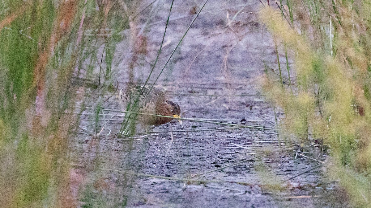 Red-backed Buttonquail - ML645639532