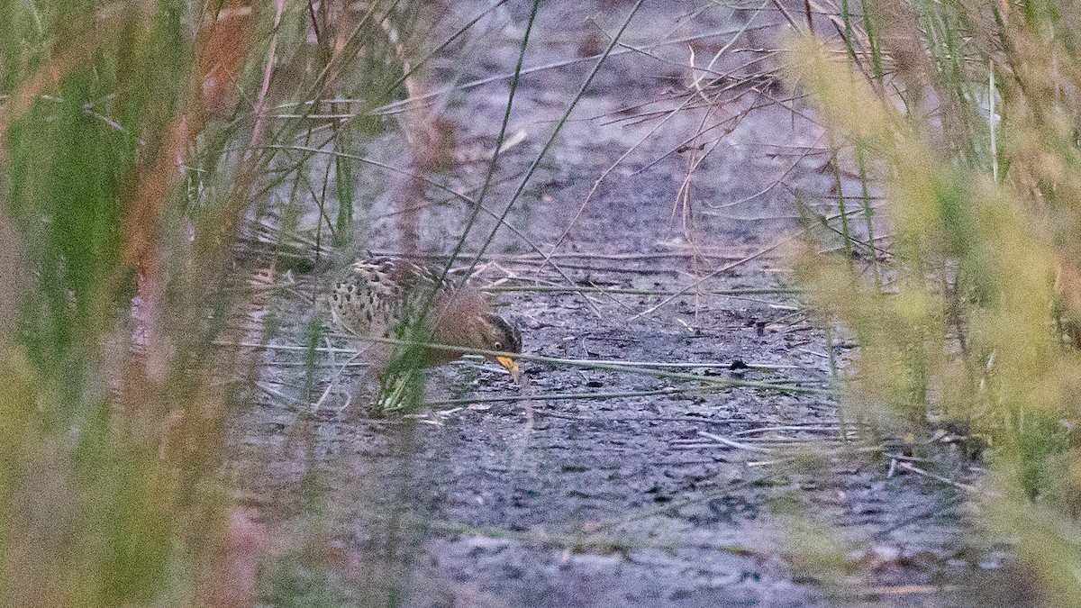 Red-backed Buttonquail - ML645639533