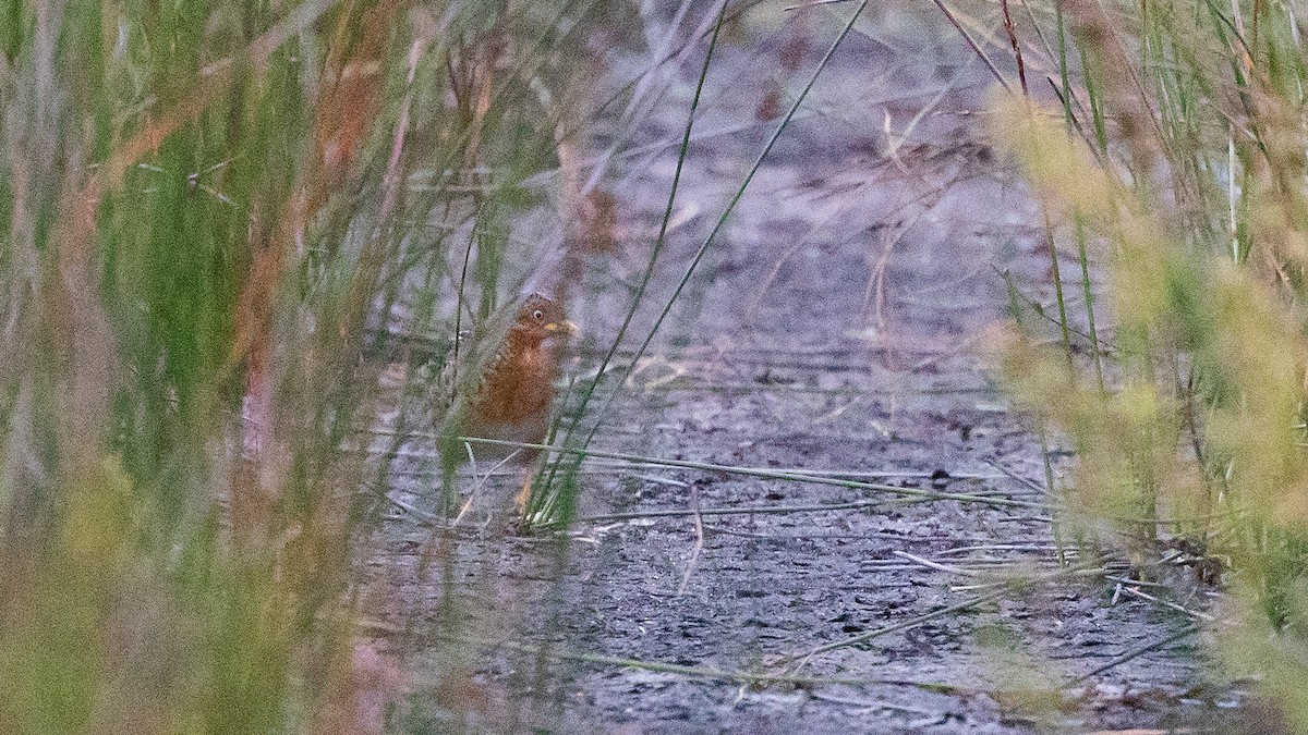 Red-backed Buttonquail - ML645639534