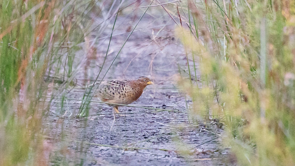 Red-backed Buttonquail - ML645639535