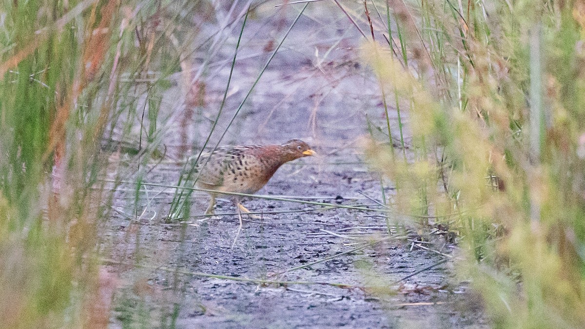 Red-backed Buttonquail - ML645639536