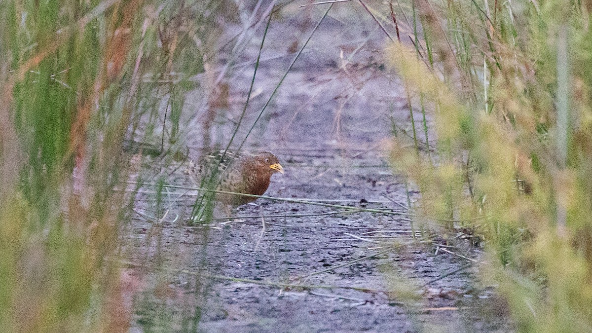 Red-backed Buttonquail - ML645639537