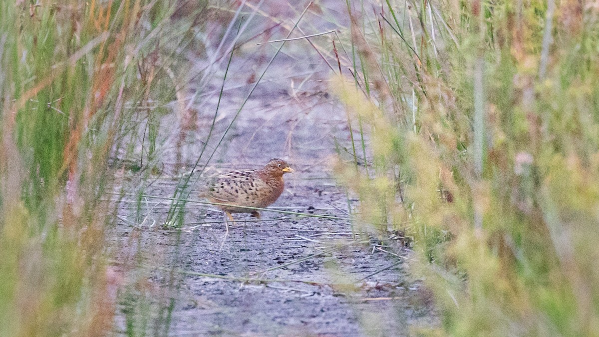 Red-backed Buttonquail - ML645639538