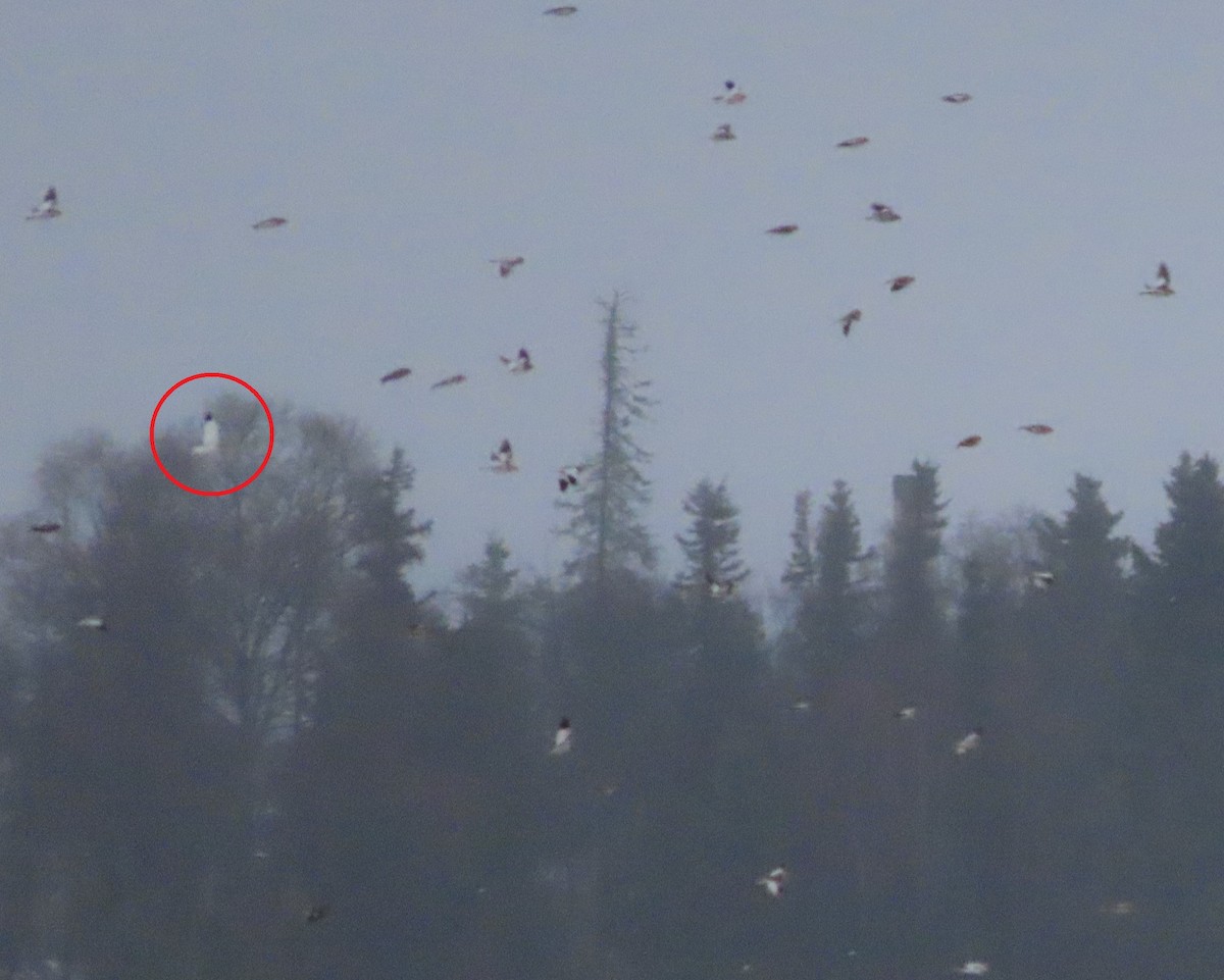 ベーリングユキホオジロ - ML645639539