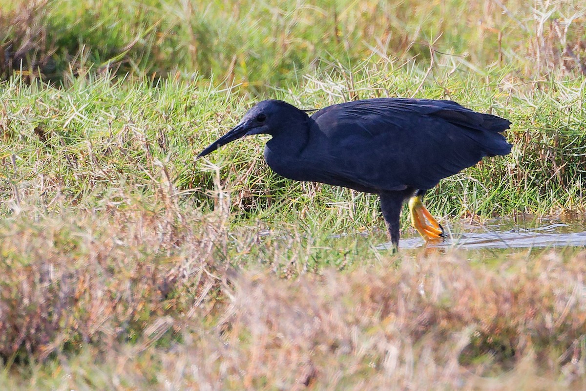 Garceta Azabache - ML645639540