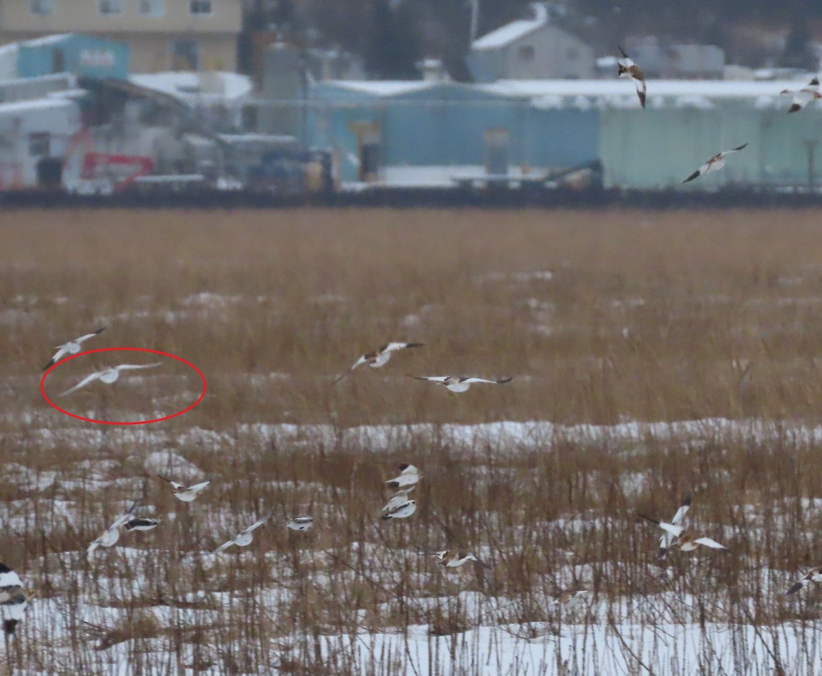 ベーリングユキホオジロ - ML645639541