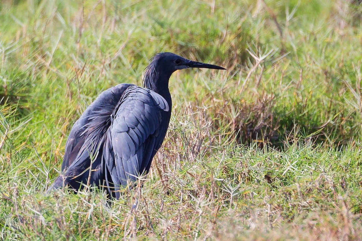 Garceta Azabache - ML645639542