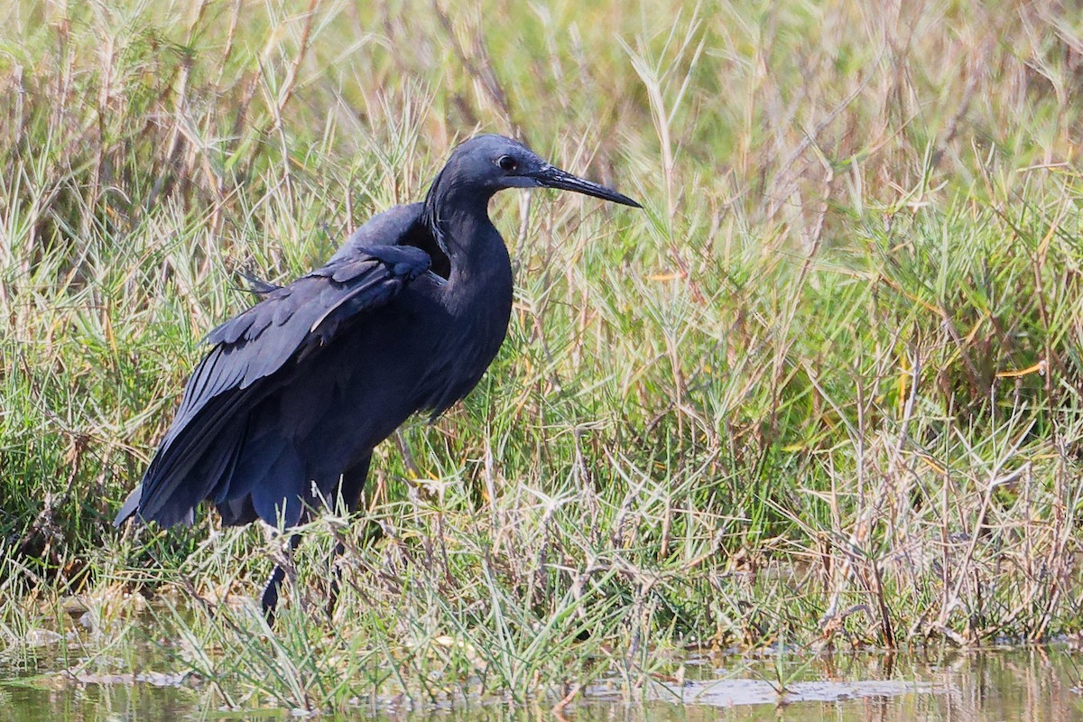 Garceta Azabache - ML645639543