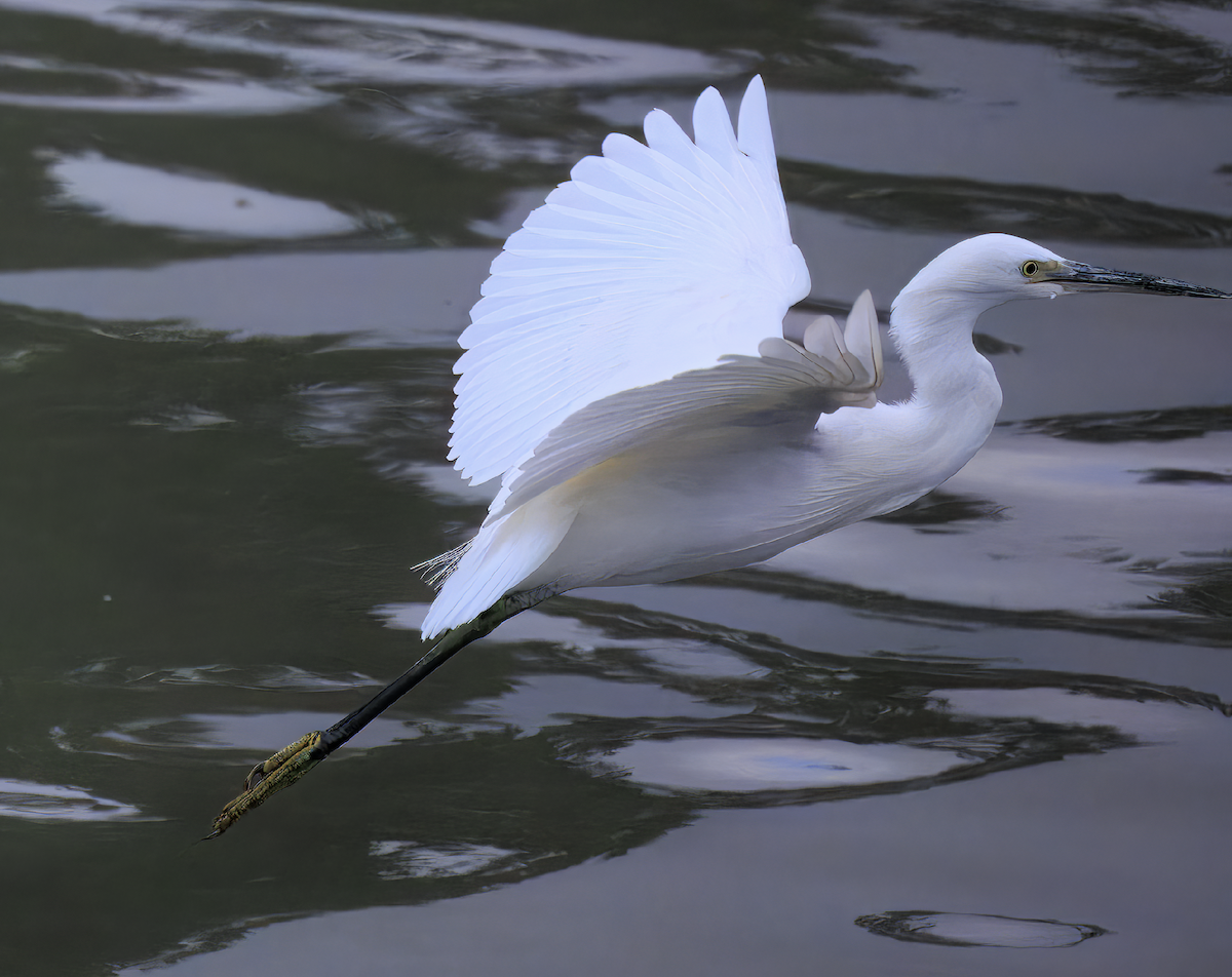 Garceta Común - ML645639544