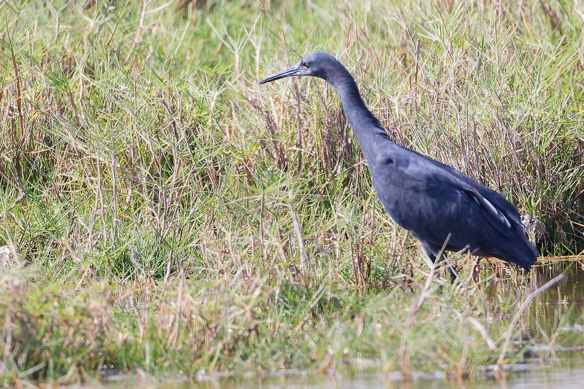 Garceta Azabache - ML645639545