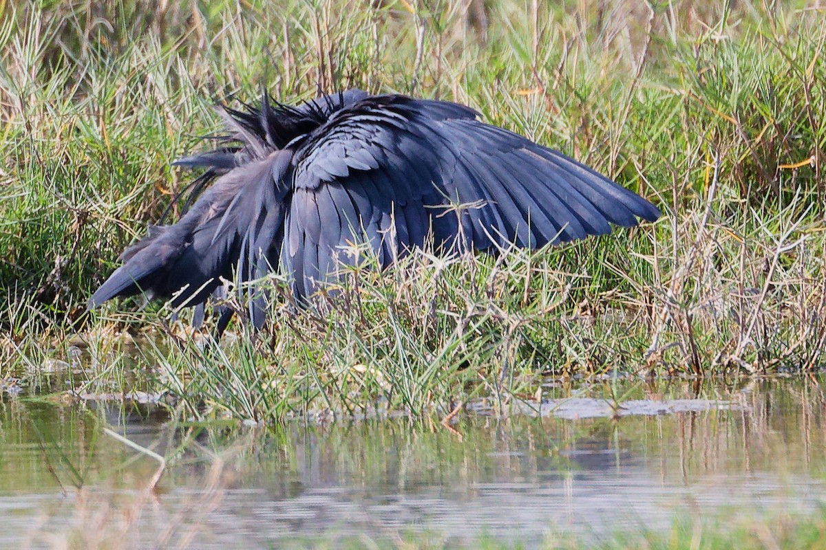 Garceta Azabache - ML645639546