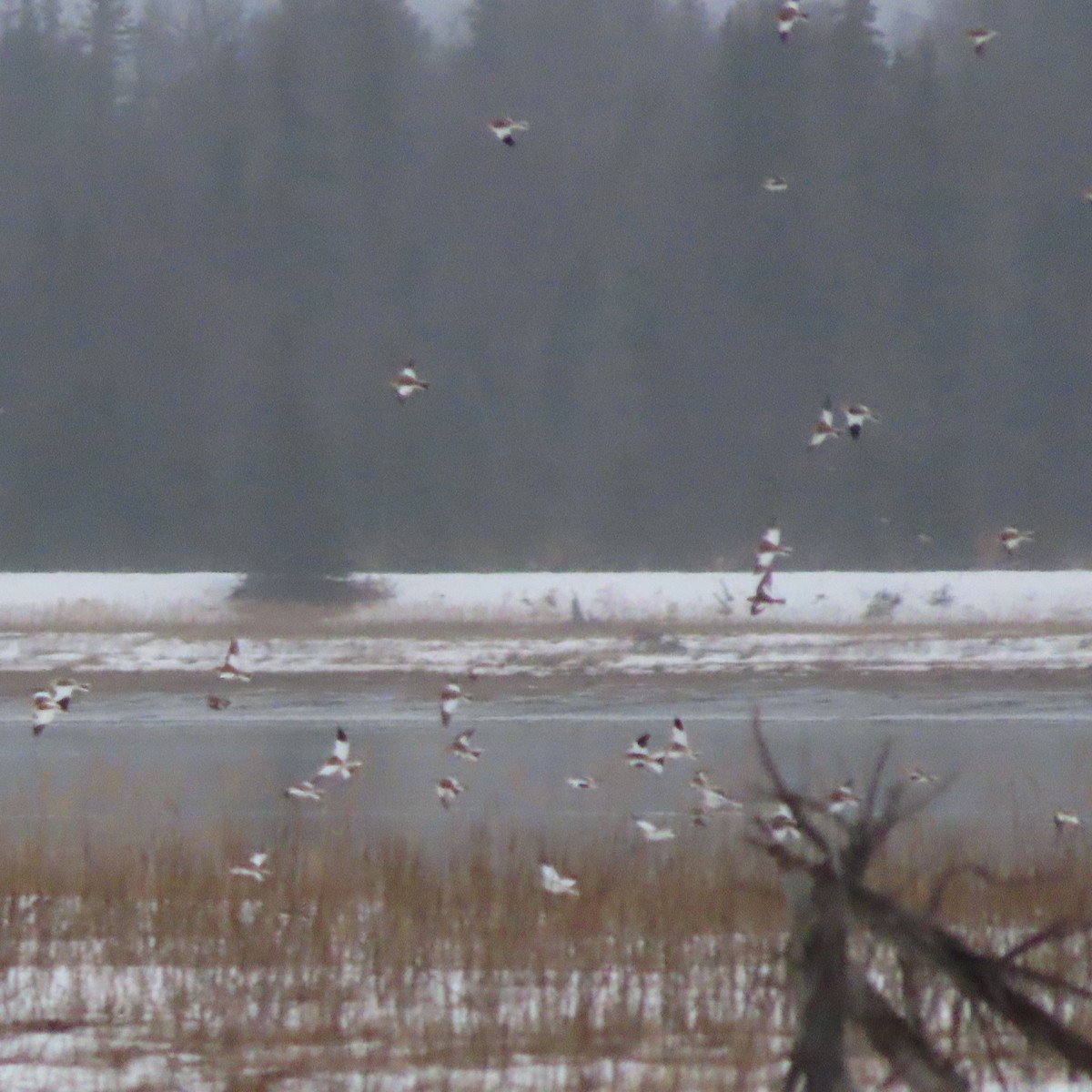 Escribano Nival - ML645639549