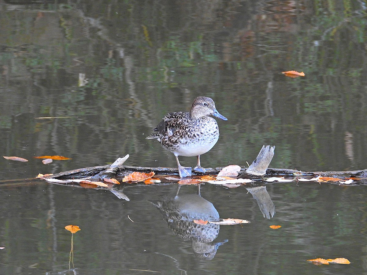 Cerceta Común - ML645639553